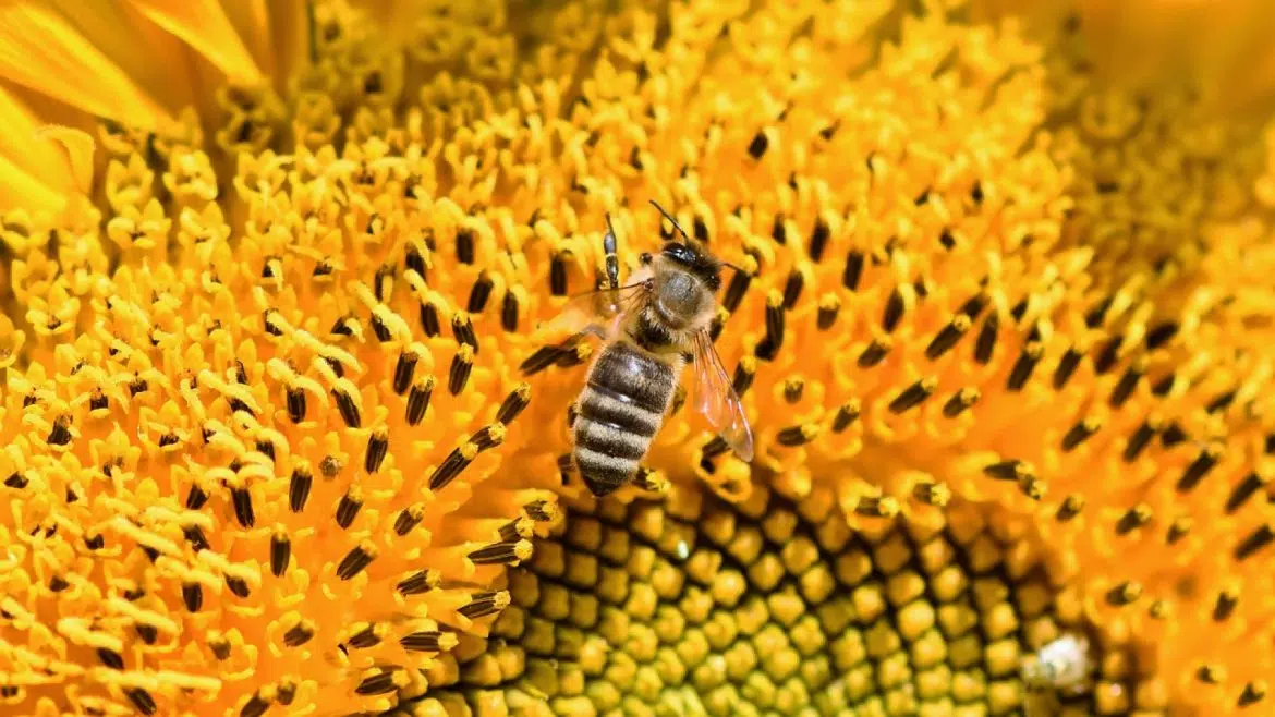 Parrainer une ruche : comment et pourquoi le faire ?